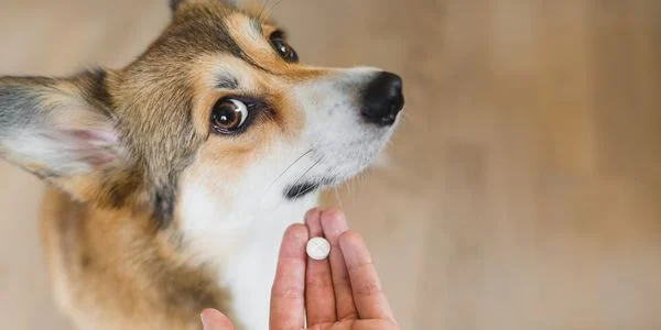 Nahrungsergänzungsmittel und funktionelle Leckerbissen für Hunde - sind sie gut für Hunde?