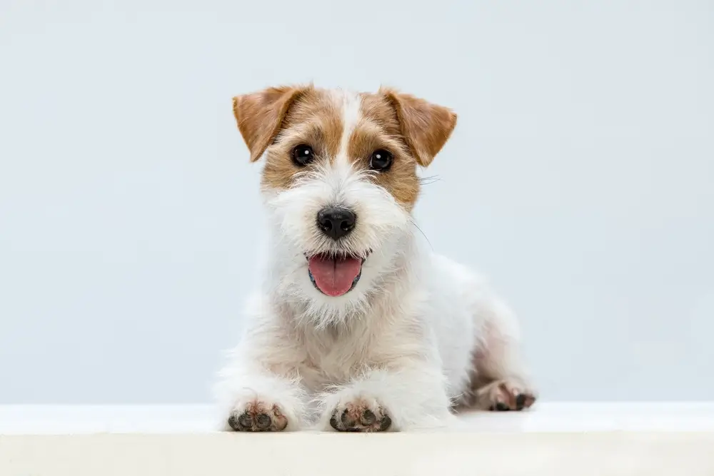 De gezondheid van uw hond ondersteunen Een uitgebreide gids voor veelvoorkomende problemen