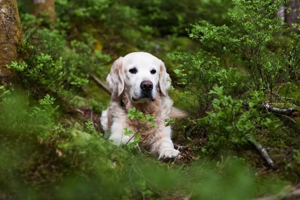 Alimentos sostenibles para perros y marcas de alimentos sostenibles para perros