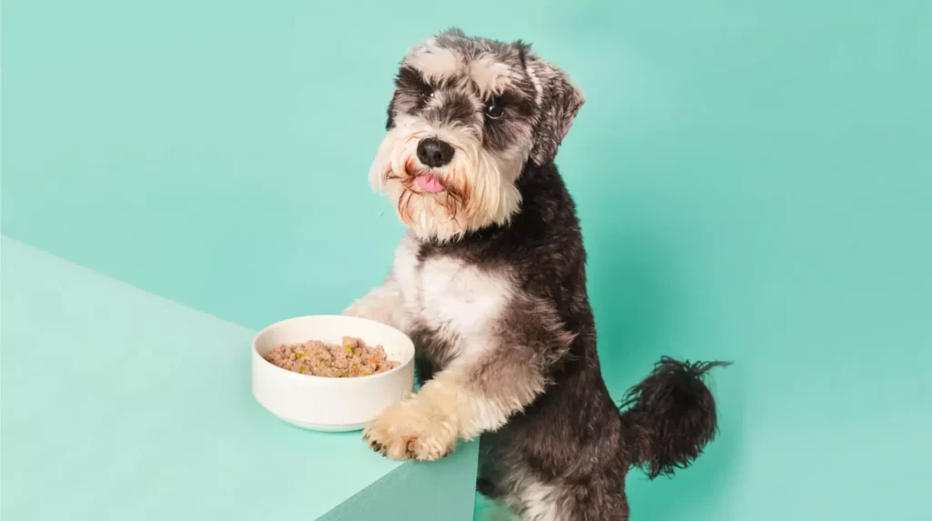 Synbiotics for dogs a combination of probiotics and prebiotics for dog gut and microbiome health