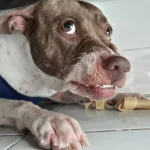 The Anxiety-Nutrition Connection: How Diet Affects Canine Mental Health and Behaviour The Anxiety-Nutrition Connection - How Diet Affects Canine Mental Health and Behaviour