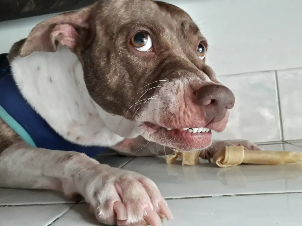 Der Zusammenhang zwischen Ängstlichkeit und Ernährung - Wie die Ernährung die psychische Gesundheit und das Verhalten von Hunden beeinflusst