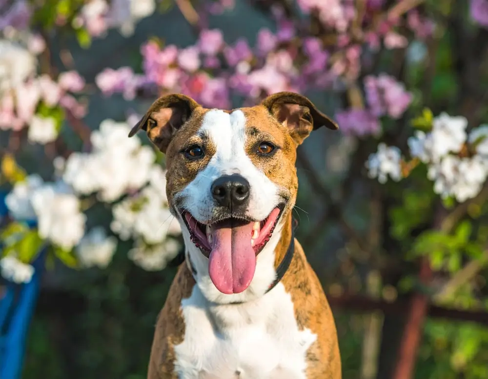 La triade des biotiques : le cadre à trois composantes de Bonza pour la santé intestinale des chiens
