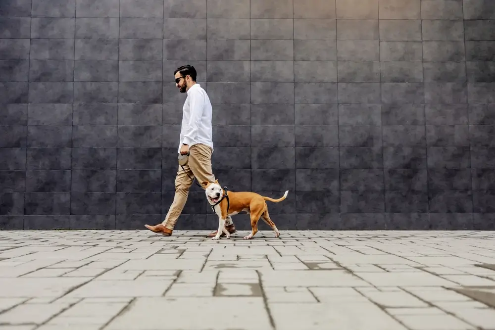 Der Leitfaden für den bewussten Hund für urbane Abenteuer