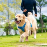 L'axe intestin-cœur chez le chien - Stratégies nutritionnelles pour la santé cardiovasculaire