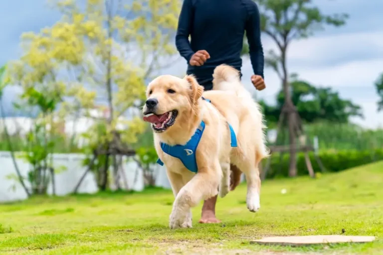 Die Darm-Herz-Achse bei Hunden - Ernährungsstrategien für die kardiovaskuläre Gesundheit