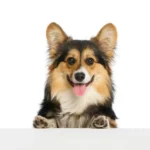 L'axe intestinal-immunitaire chez le chien - Pour une meilleure santé