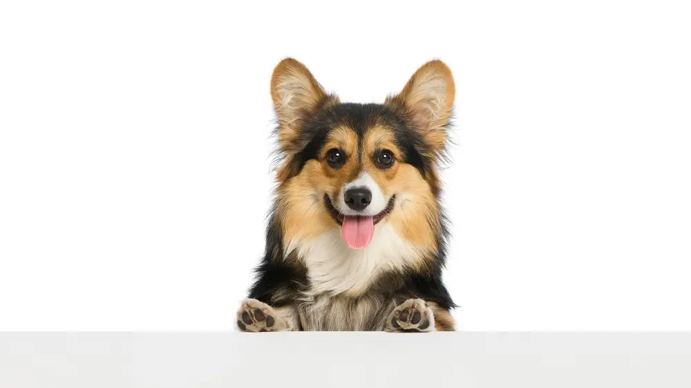 De darm-immuunas bij honden - hun gezondheid ondersteunen