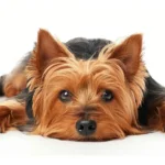 Die Darm-Leber-Achse bei Hunden - Unterstützung der vitalen Entgiftung