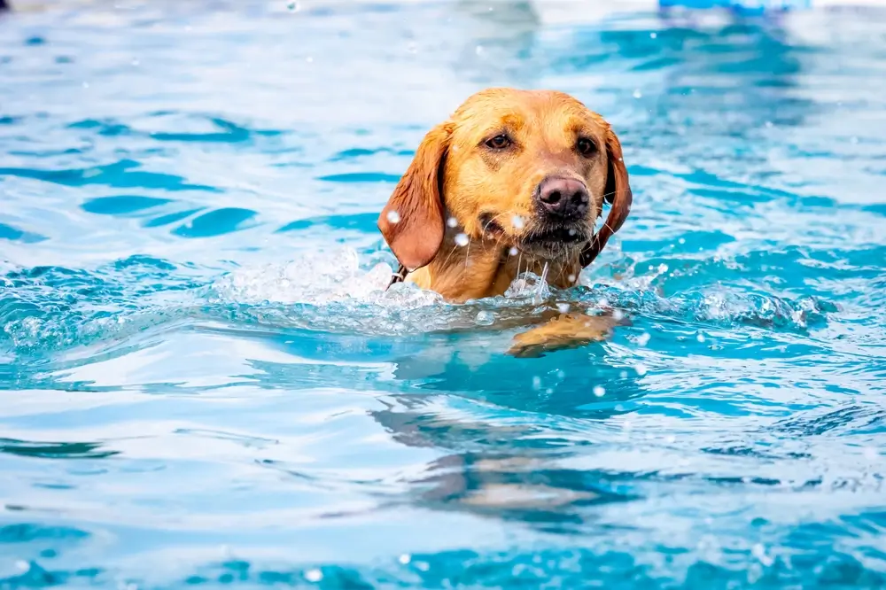 L'axe intestin-longévité chez le chien - la clé d'une meilleure espérance de vie en bonne santé