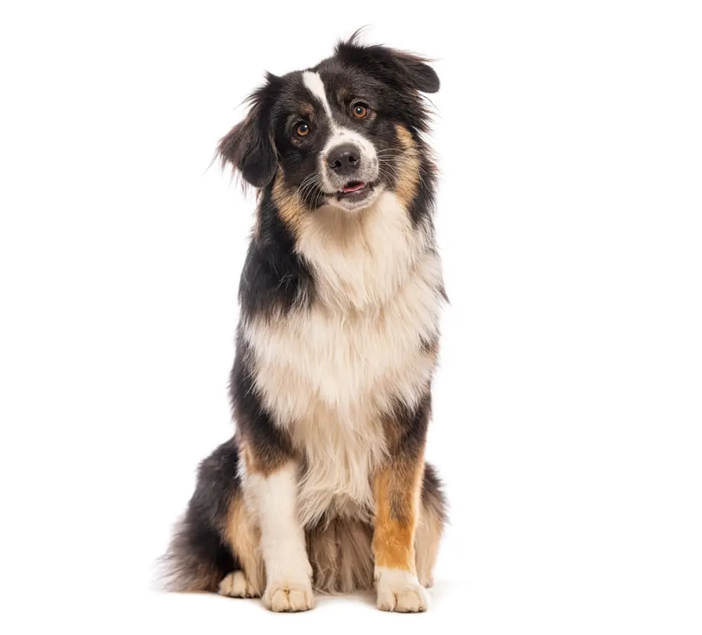 The Gut-Metabolic Axis in Dogs 
