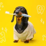 Die Darm-Mund-Achse bei Hunden - Die gesundheitlichen Auswirkungen