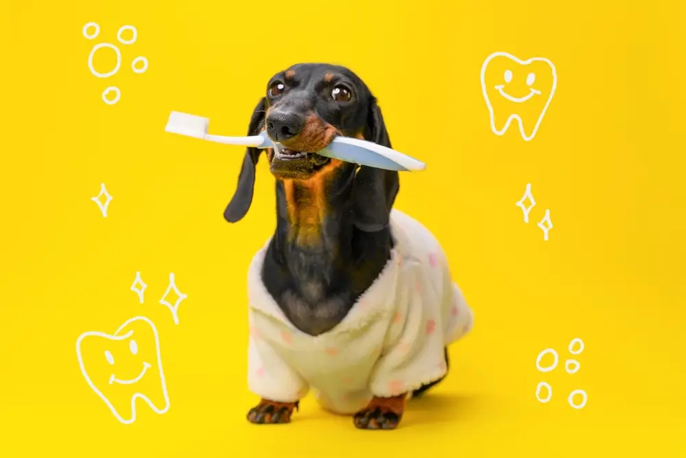 The Gut-Oral Axis in Dogs - The Health Implications