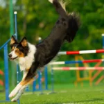 El impacto de la nutrición en el eje intestino-cerebro de los perros - Guía completa