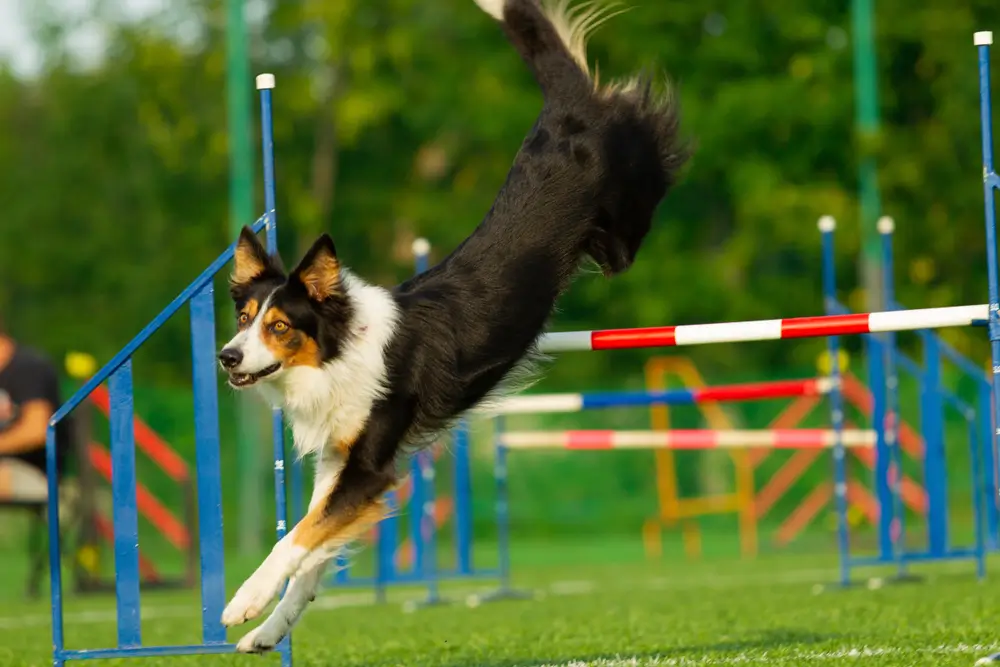 The Impact of Nutrition on the Gut-Brain Axis in Dogs - A Comprehensive Guide