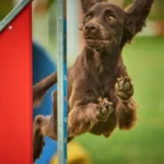 El impacto de la nutrición en el eje intestino-articular de los perros