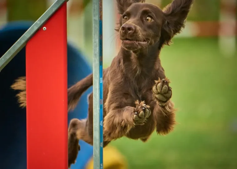 Der Einfluss der Ernährung auf die Darm-Gelenk-Achse bei Hunden