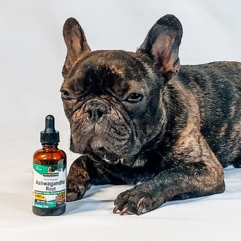 Die bedeutenden gesundheitlichen Vorteile von Ashwagandha, dem Adaptogen im Hundefutter