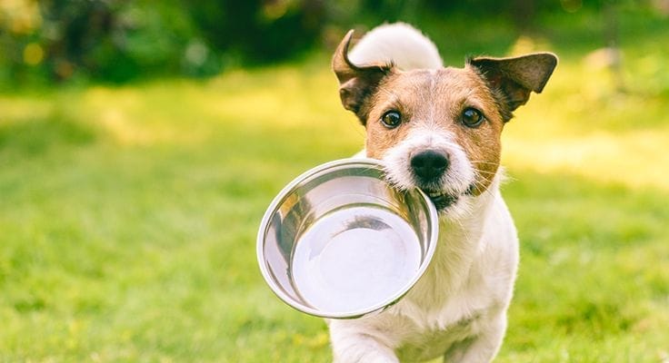 Aliments végétaliens pour chiens les plus sains et les plus nutritifs UK