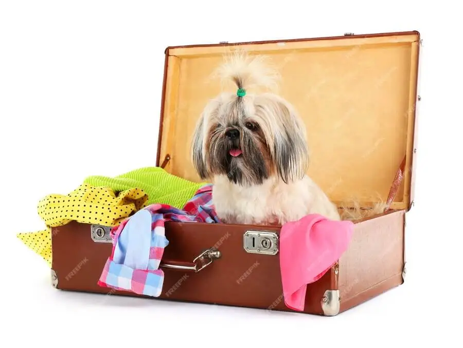 Reizen in het buitenland met honden Alles wat je moet weten