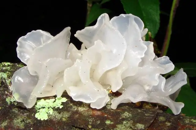 Tremella medicinale paddenstoel voor honden