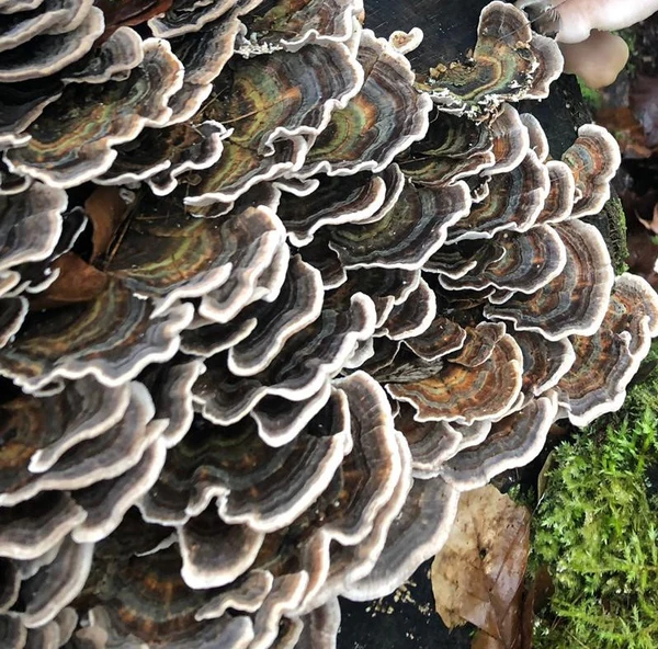 Kalkoenstaart medicinale paddenstoel