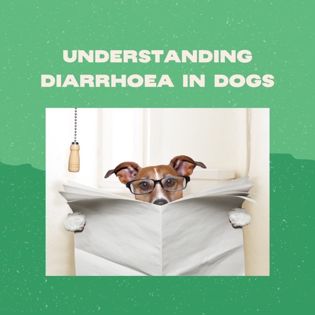 Understanding Diarrhoea in Dogs_ A Deep Dive