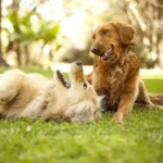 Comprendre le rôle de la taurine dans la santé canine