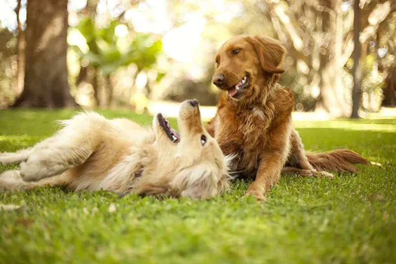 Taurin für Hunde - Positive Auswirkungen auf die Gesundheit