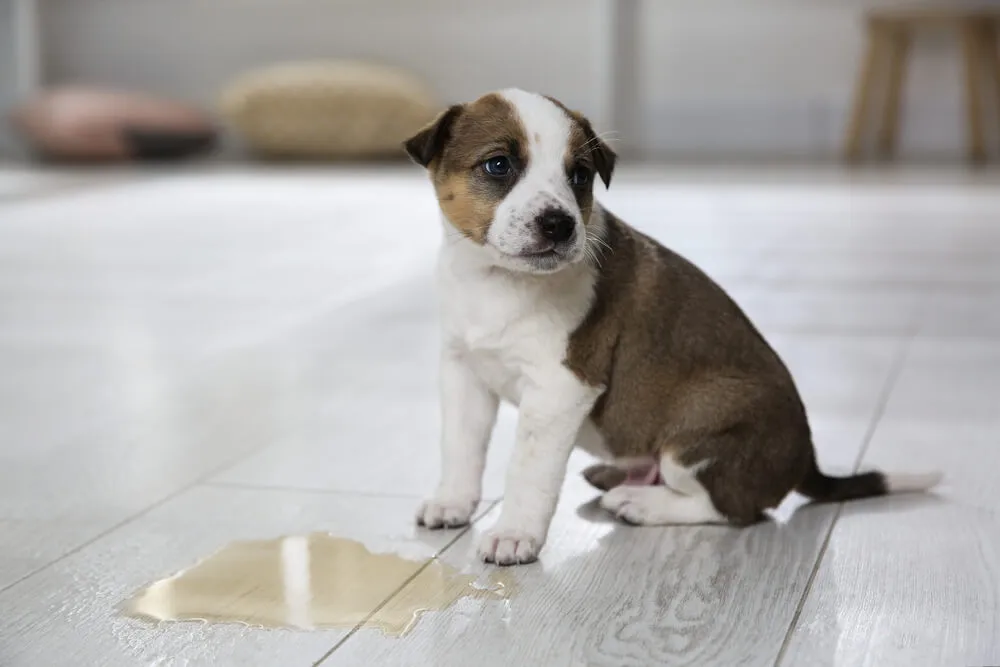 Incontinence urinaire chez le chien Causes, symptômes et traitements
