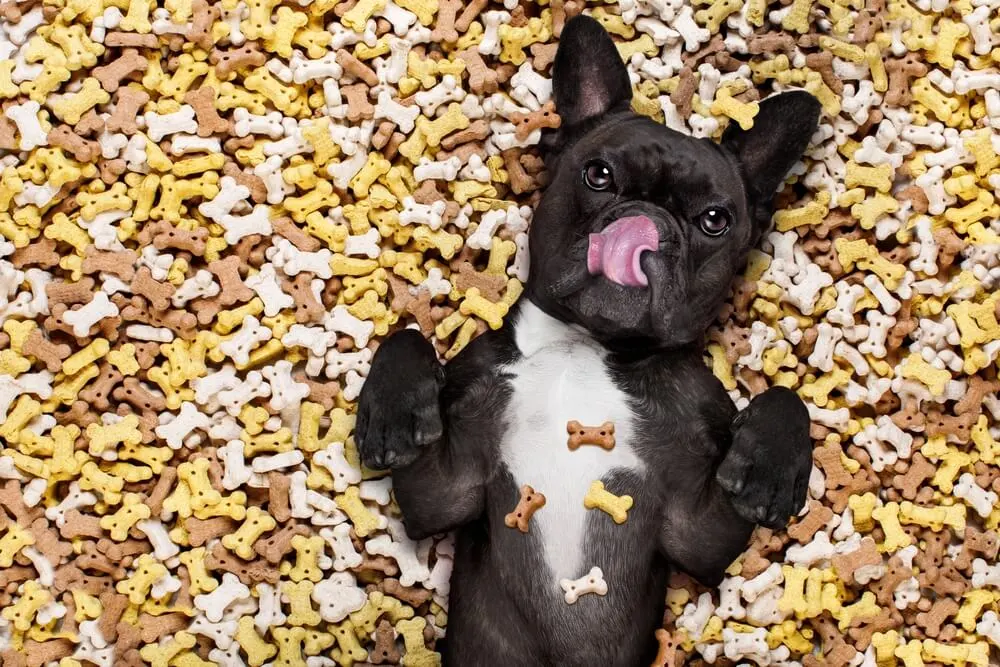 Vegane Hundekekse Zutaten und Rezepte