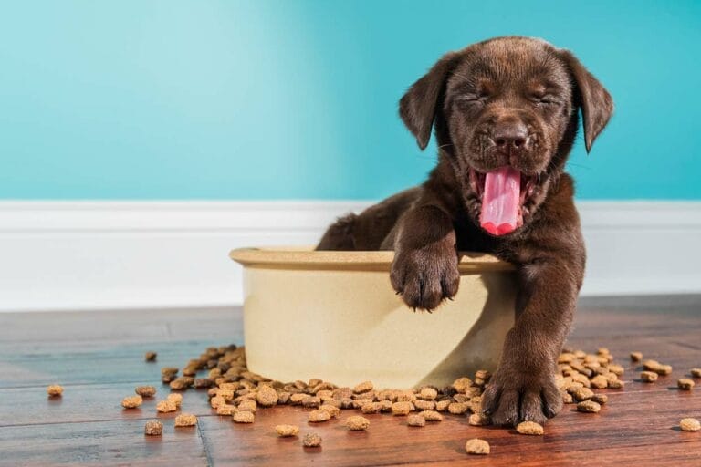 Vegan Dog Food Good or Bad?
