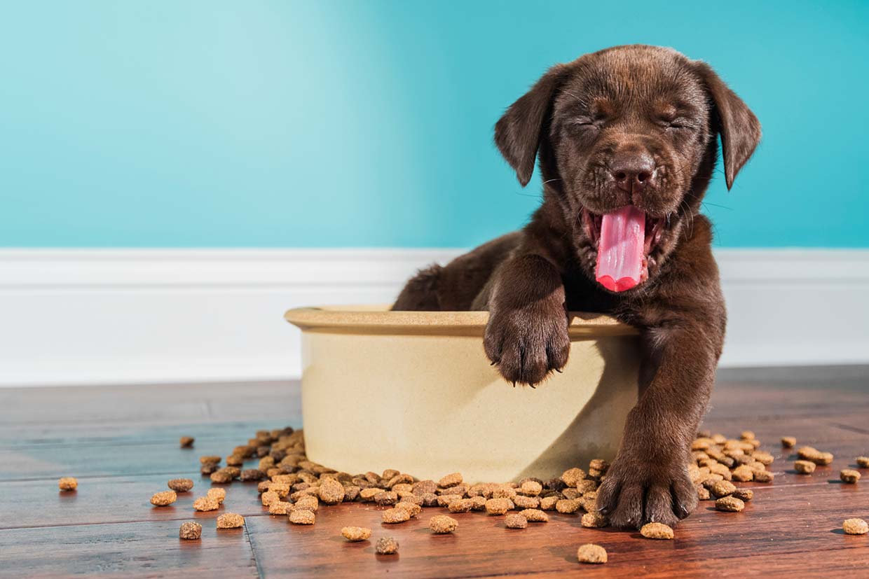 Vegan Dog Food – Good or Bad?
