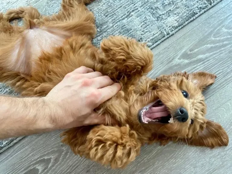 Veganes Hundefutter mit Probiotika für ein gesundes Darmmikrobiom und Verdauungssystem