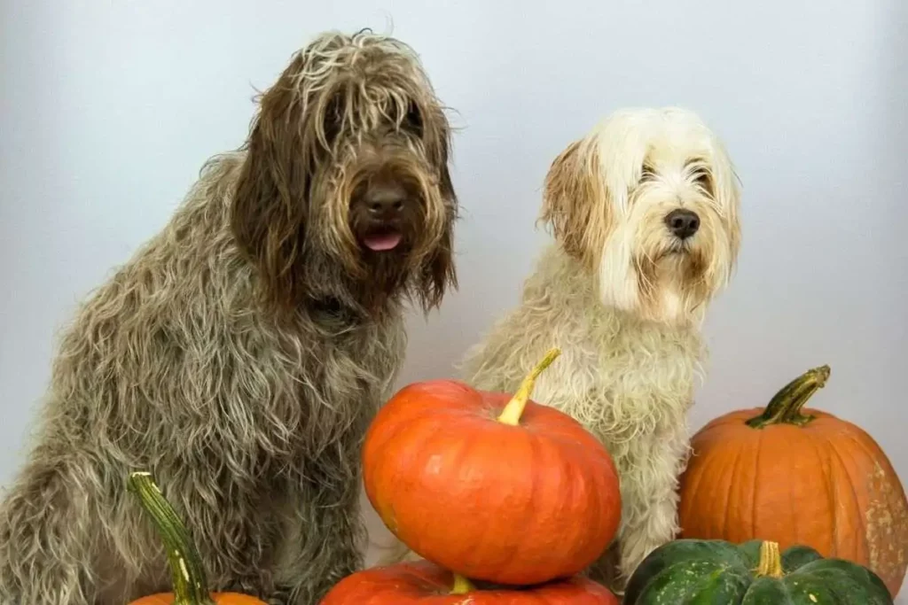 Vegan Dog Food with Sweet Potato and Pumpkin Health Benefits