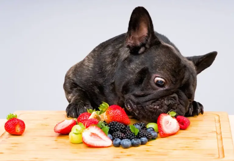 Vegan Vegetarian Plant-based Meat Free Puppy Food