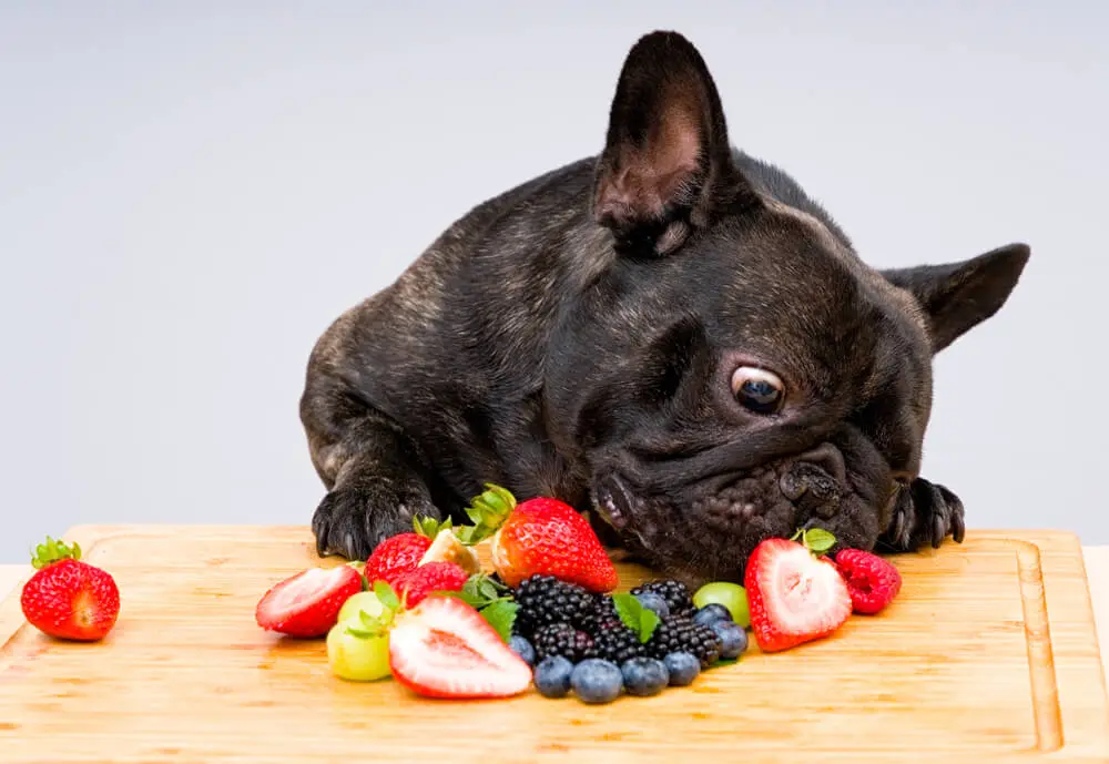 Vegan Vegetarian Plant-based Meat Free Puppy Food 