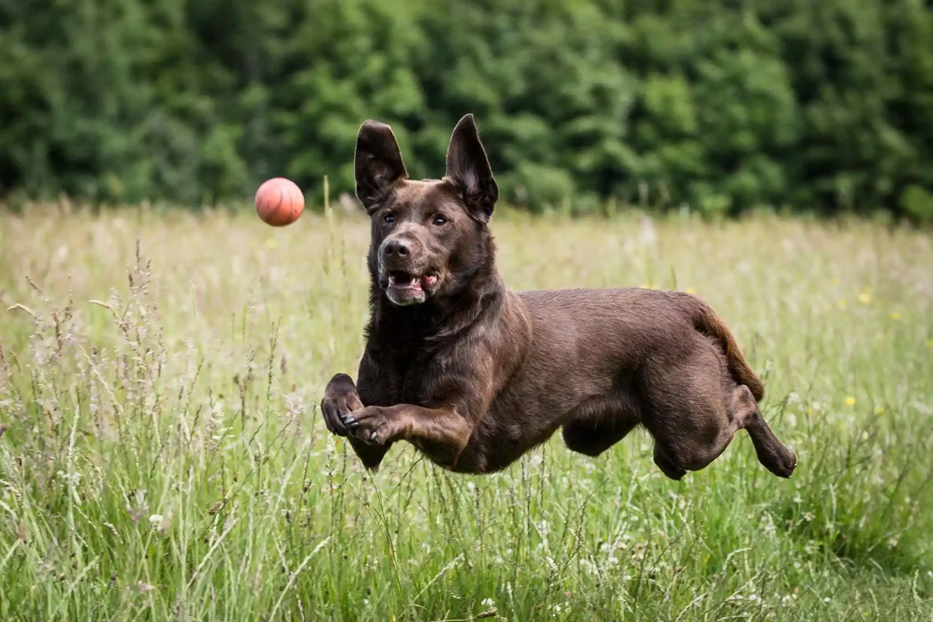 Vegan Dog Food for Joints and Mobility – Natural Joint Support