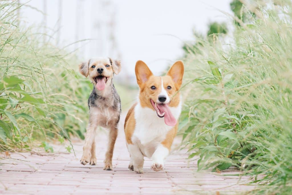 Alimento proteico vegano para perros Beneficios para la salud de los perros UK
