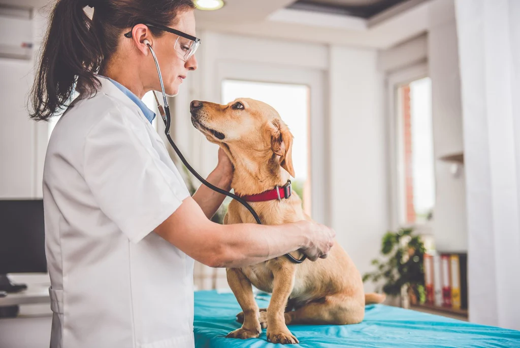 Vet Recommended and Approved Vegan Dog Food UK