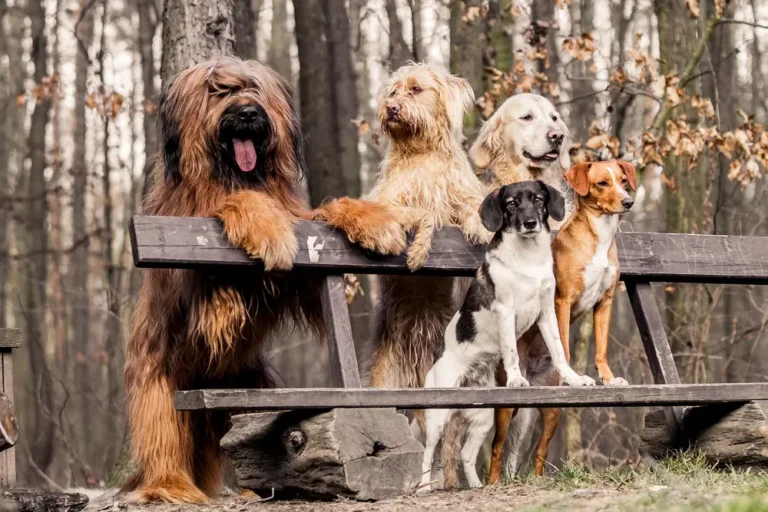 Quels sont les avantages des aliments végétaliens pour chiens ?