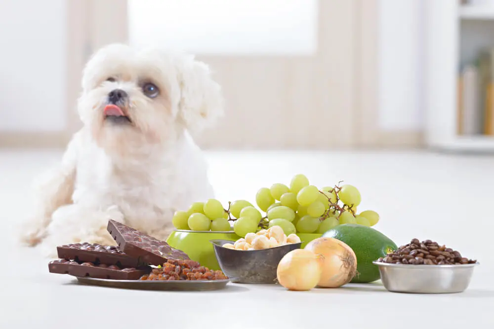 ¿Qué alimentos son tóxicos para los perros? Alimentos que deben evitarse para los perros. 