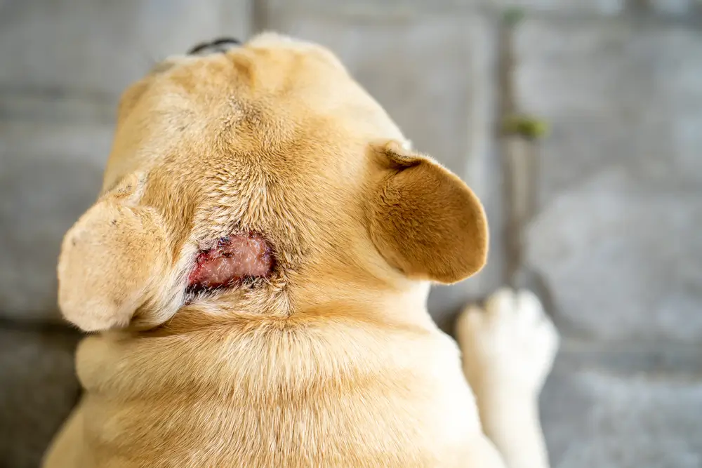 Welke voedingsmiddelen kunnen ontstekingen bij honden veroorzaken?