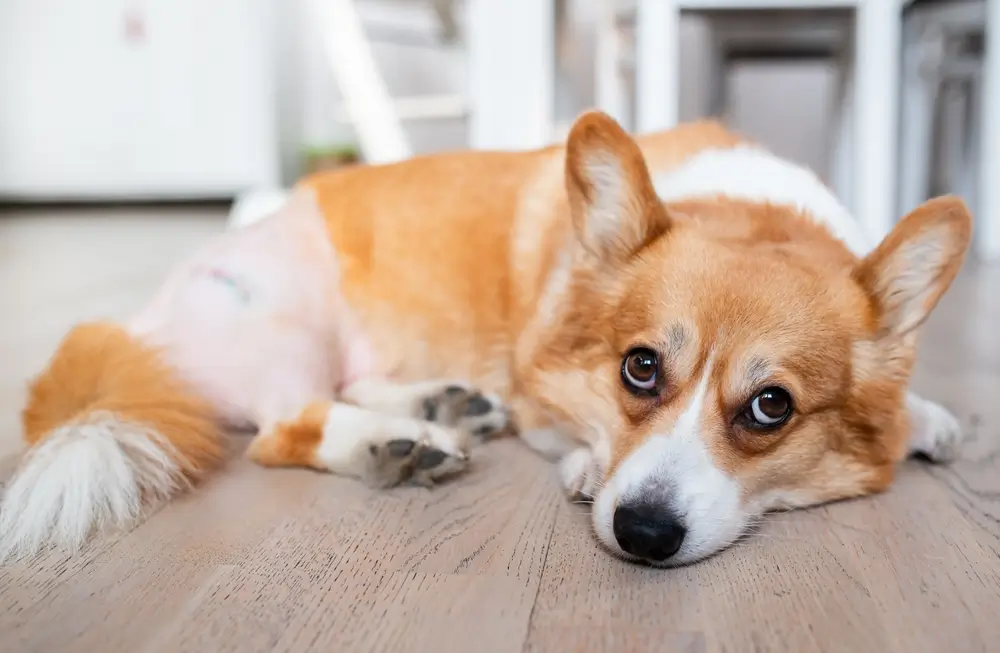 Was ist ein natürlicher Entzündungshemmer für die Gelenke von Hunden?