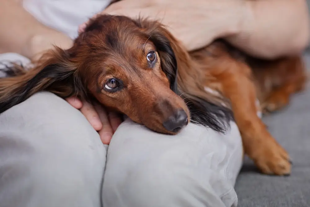 Wat veroorzaakt IBD bij honden? Een uitgebreide handleiding voor eigenaren