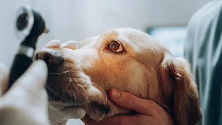 What are the Best Foods for Dog's Eyesight and Eye Health Improvement