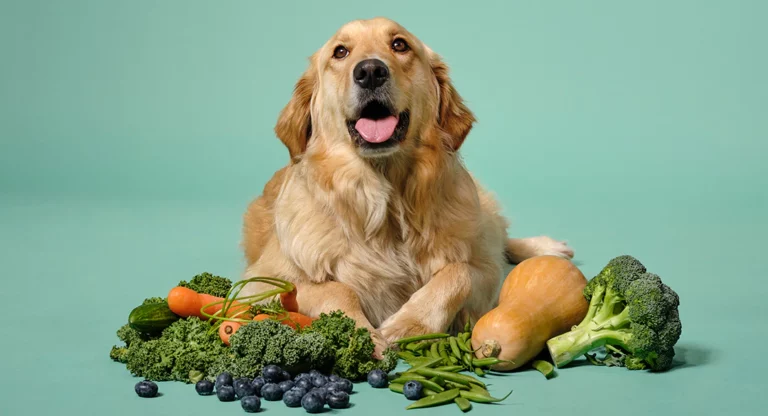 Welches sind die besten und gesündesten Gemüsesorten für Hunde?