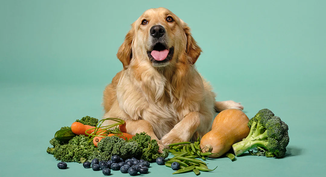 Quels sont les légumes les plus sains et les meilleurs pour les chiens ?