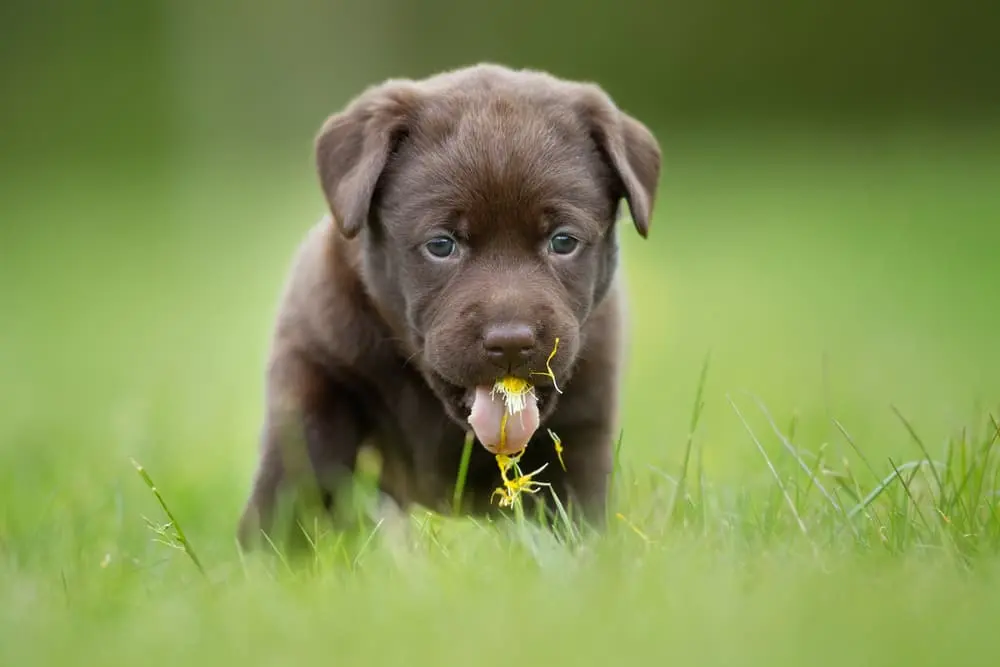 Warum fressen Hunde Gras? Wenn sie krank sind und kotzen