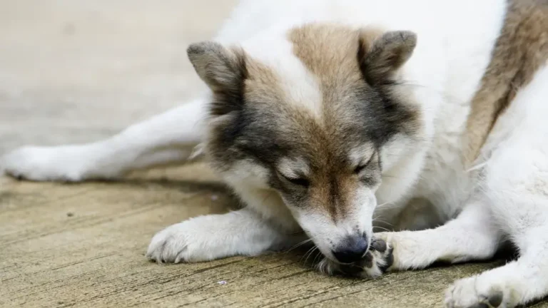 Hefe-Infektionen bei Hunden - Vollständiger Leitfaden und Experten-FAQ für schnelle, dauerhafte Linderung